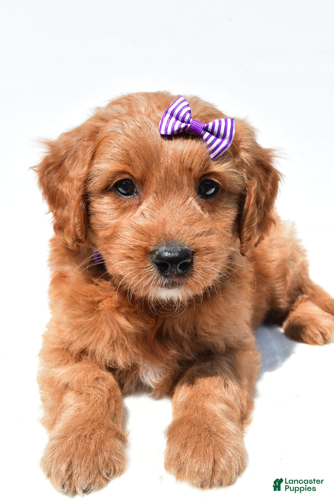 Mini Goldendoodle dogs for sale: Tulip - Image 3