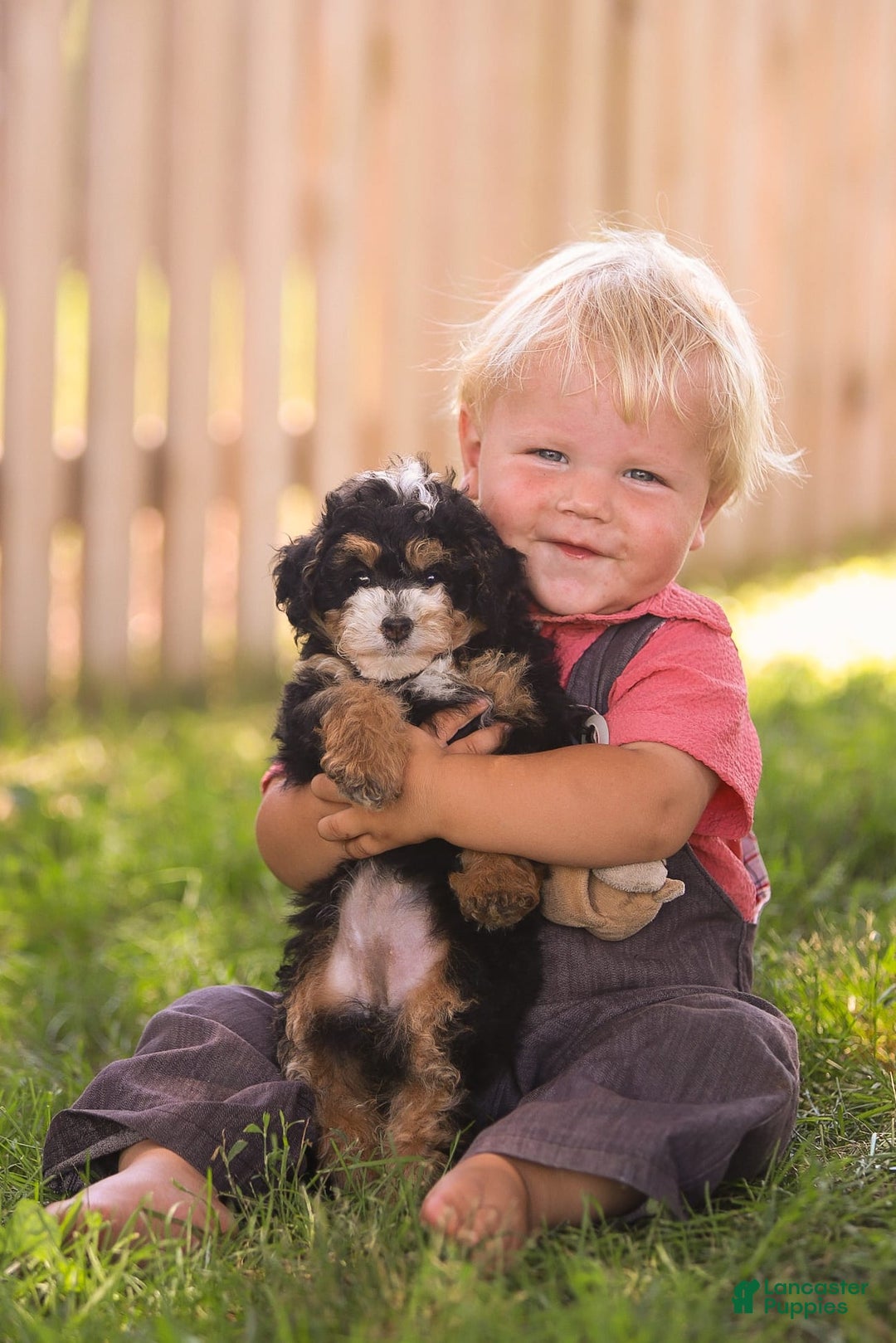 Mini Bernedoodle dogs for sale: Macy - Image 8