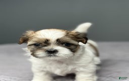 Shih Tzu dogs for sale: Marty - Image 4