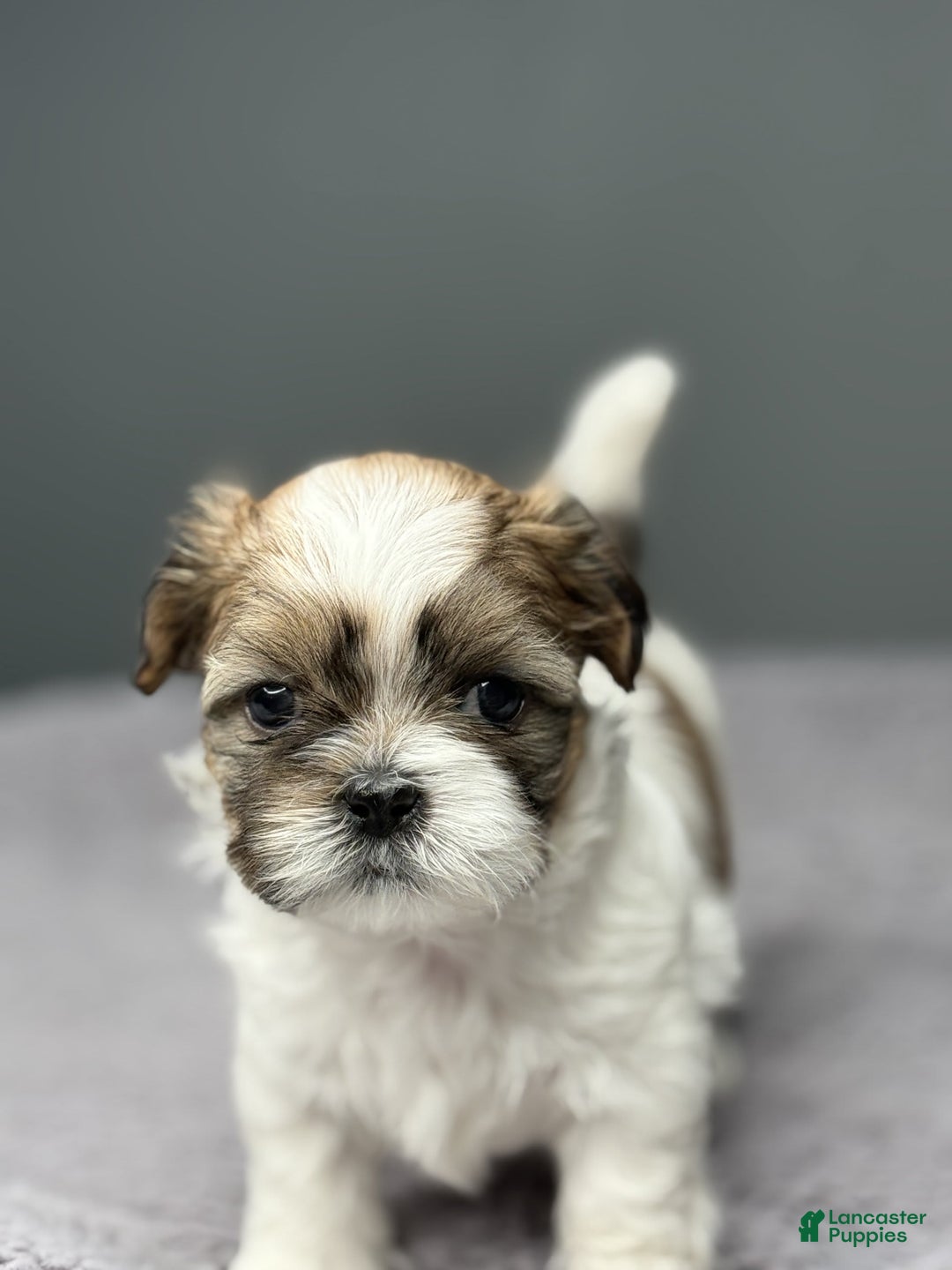 Shih Tzu dogs for sale: Marty - Image 4