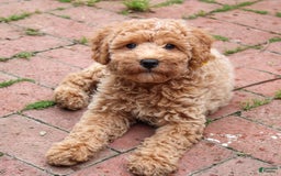 Cavapoo dogs for sale: Biscotti - Image 4