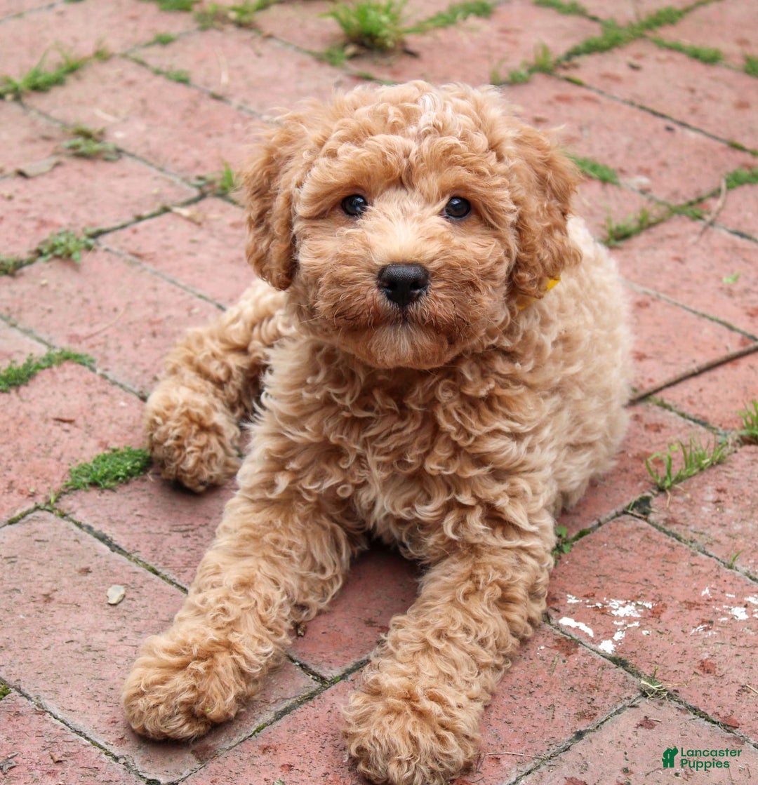 Cavapoo dogs for sale: Biscotti - Image 4