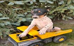 Rat Terrier dogs for sale: Stetson - Image 5