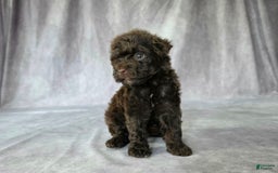 Toy Poodle dogs for sale: Uma - Image 6