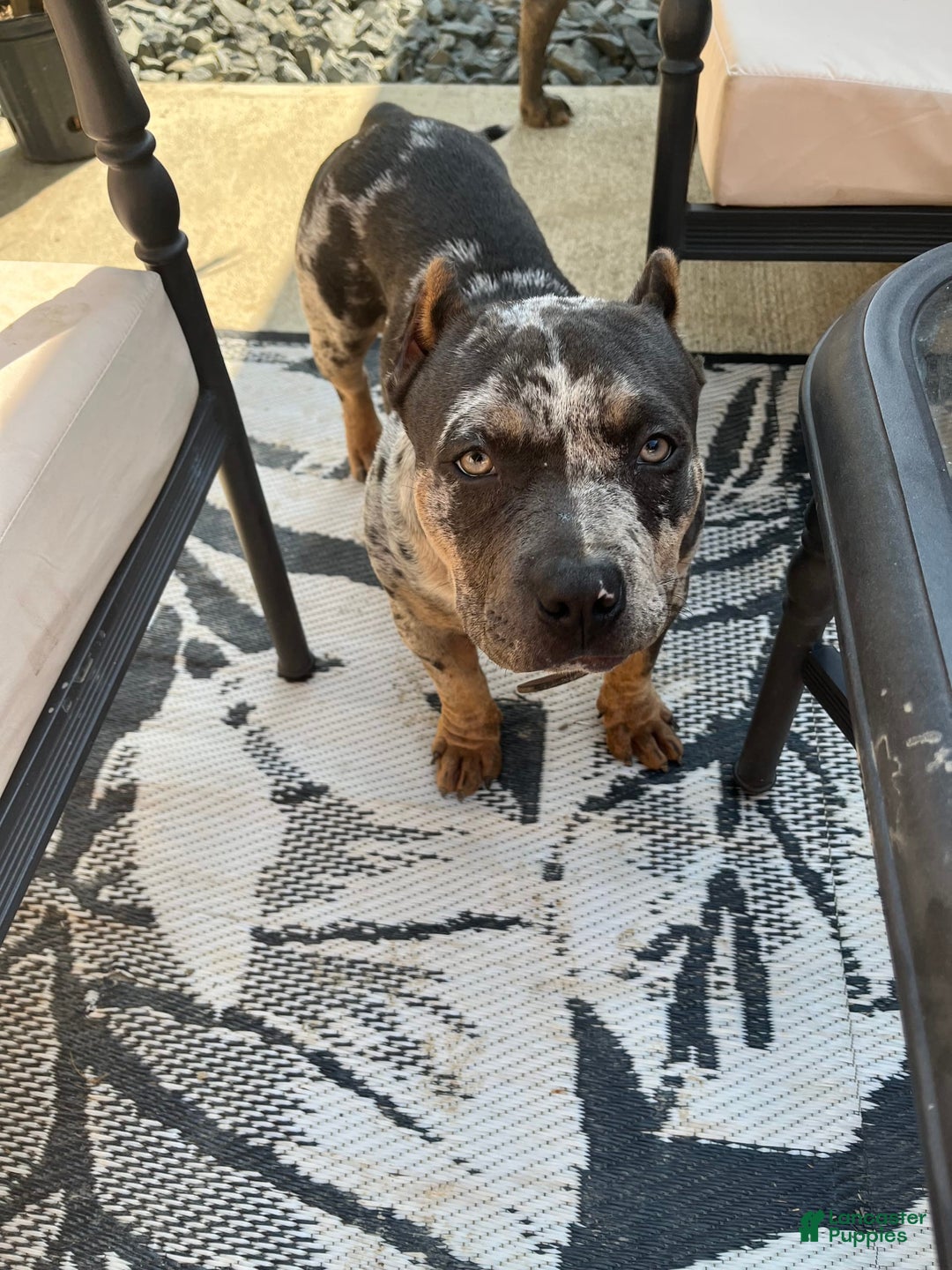 American Bully dogs for sale: Cash - Image 2