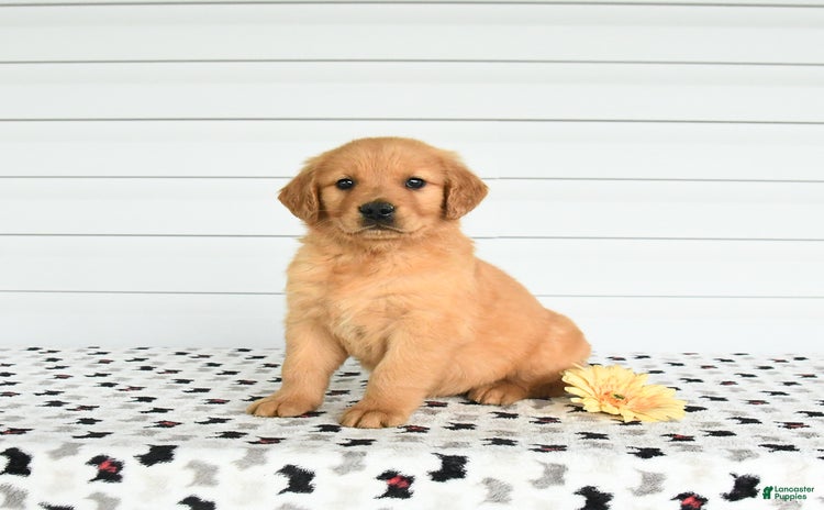 Golden Retriever dogs for sale - Ad 3