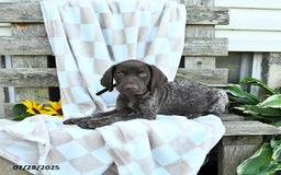 German Shorthaired Pointer dogs for sale: Leo - Image 3