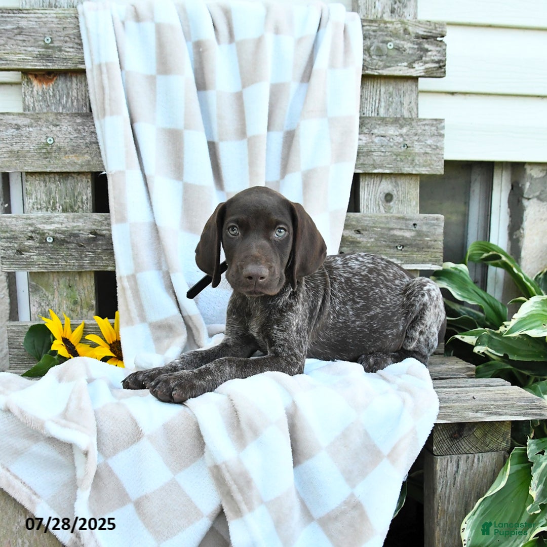 German Shorthaired Pointer dogs for sale: Leo - Image 3