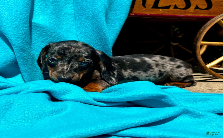 Dachshund dogs for sale - Ad 1