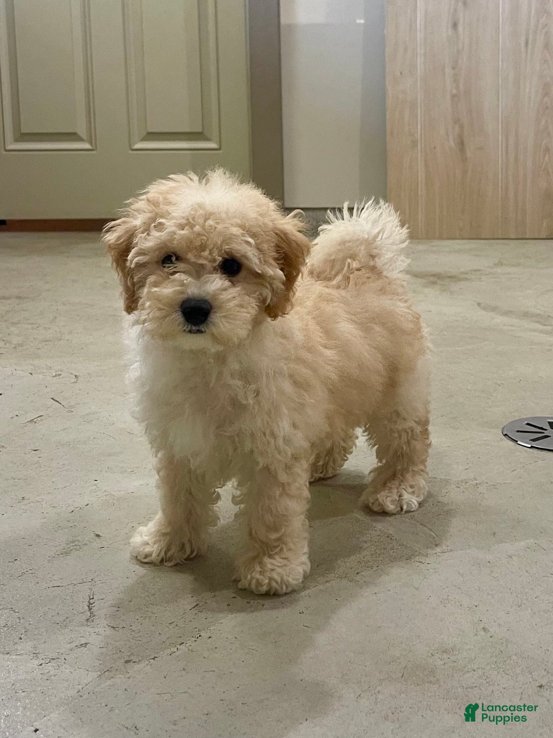Bichpoo dogs for sale: Chloe - Image 1