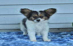 Papillon dogs for sale: Max - Image 8