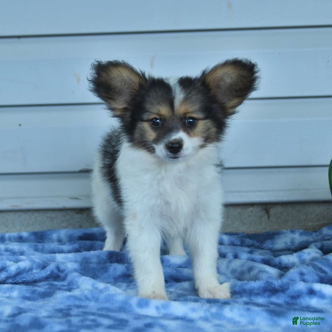Papillon dogs for sale: Max - Image 8