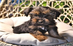 Yorkshire Terrier dogs for sale: River - Image 13