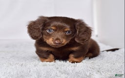 Miniature Dachshund dogs for sale: Mr. Sammy - Image 5
