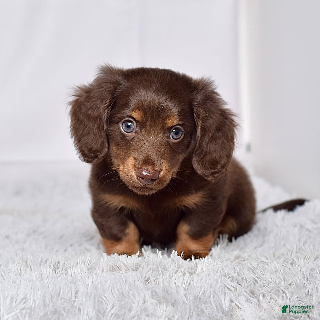 Miniature Dachshund dogs for sale: Mr. Sammy - Image 5