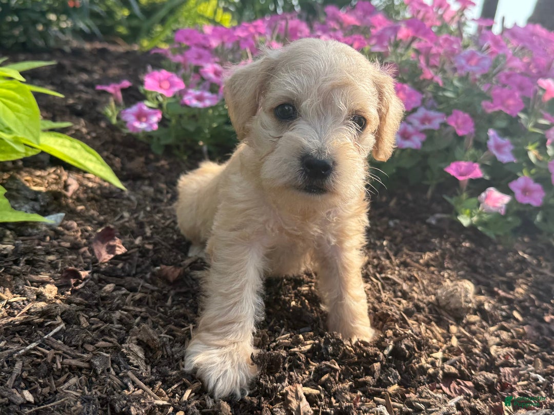 Schnoodle dogs for sale: Ivory - Image 5