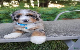 Bernedoodle dogs for sale: Tucker - Image 5