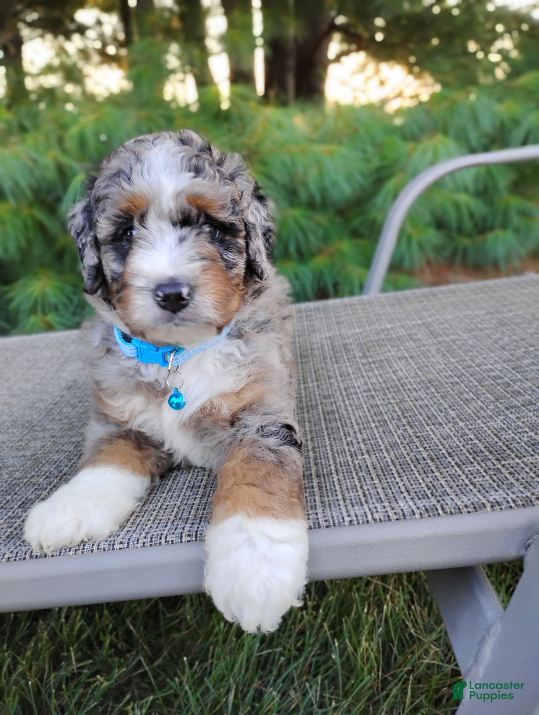 Bernedoodle dogs for sale: Tucker - Image 5