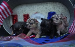 French Bulldog dogs for sale: Maple - Image 5