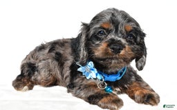 Cockapoo dogs for sale: Stacey - Image 3