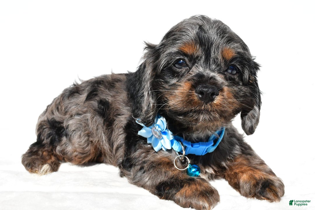 Cockapoo dogs for sale: Stacey - Image 3