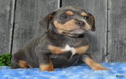 Beabull dogs for sale: Kinsley - Image 6