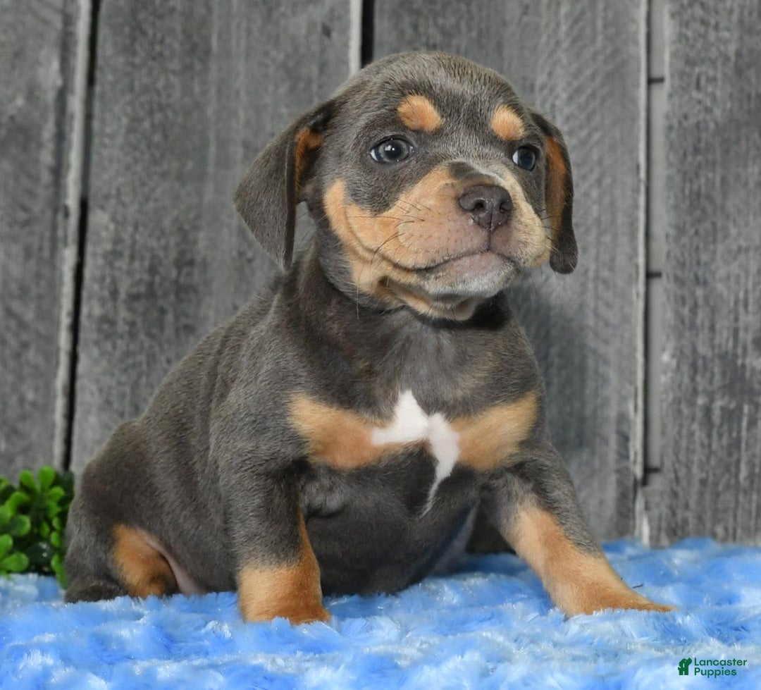 Beabull dogs for sale: Kinsley - Image 6