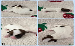 Jack Russell Terrier dogs for sale: Badger - Image 1