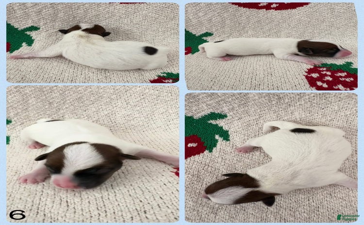 Jack Russell Terrier dogs for sale - Ad 5