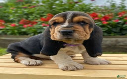 Basset Hound dogs for sale: Sadie - Image 12
