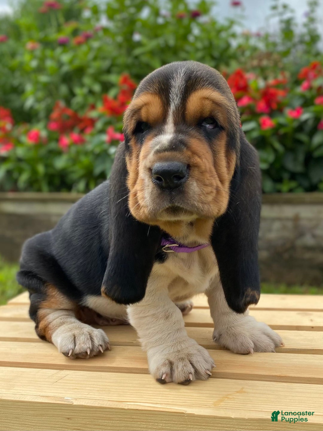 Basset Hound dogs for sale: Sadie - Image 12