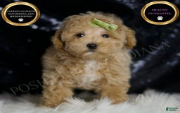 Maltipoo dogs for sale: Aspen - Image 3