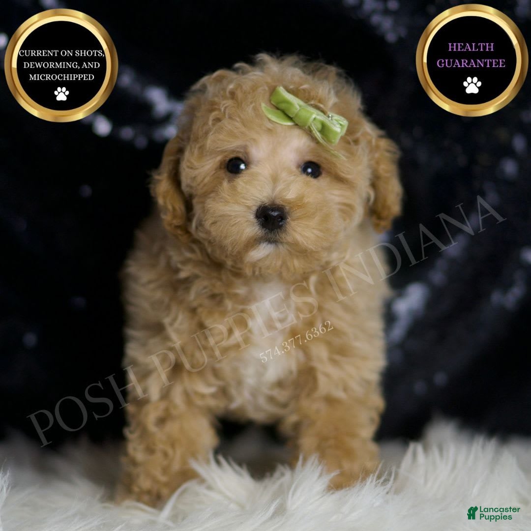 Maltipoo dogs for sale: Aspen - Image 3