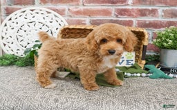 Miniature Poodle dogs for sale: Rover - Image 5