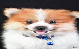 Pomeranian dogs for sale: Earl - Image 3