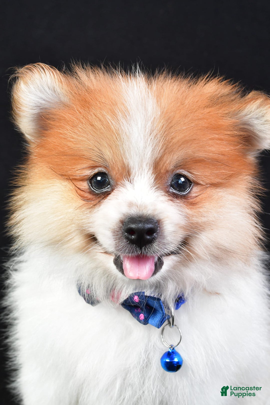 Pomeranian dogs for sale: Earl - Image 3