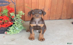 Doberman Pinscher dogs for sale: Dante - Image 1