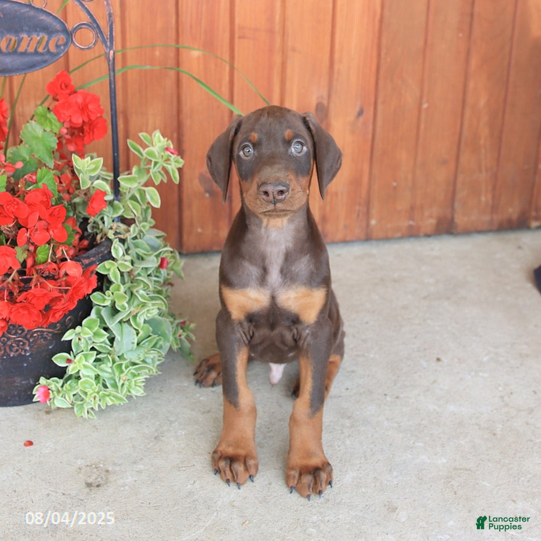 Doberman Pinscher dogs for sale: Dante - Image 1