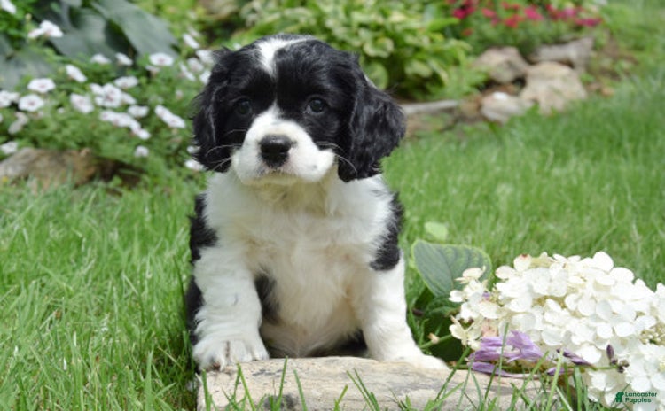 Cocker Spaniel dogs for sale - Ad 3
