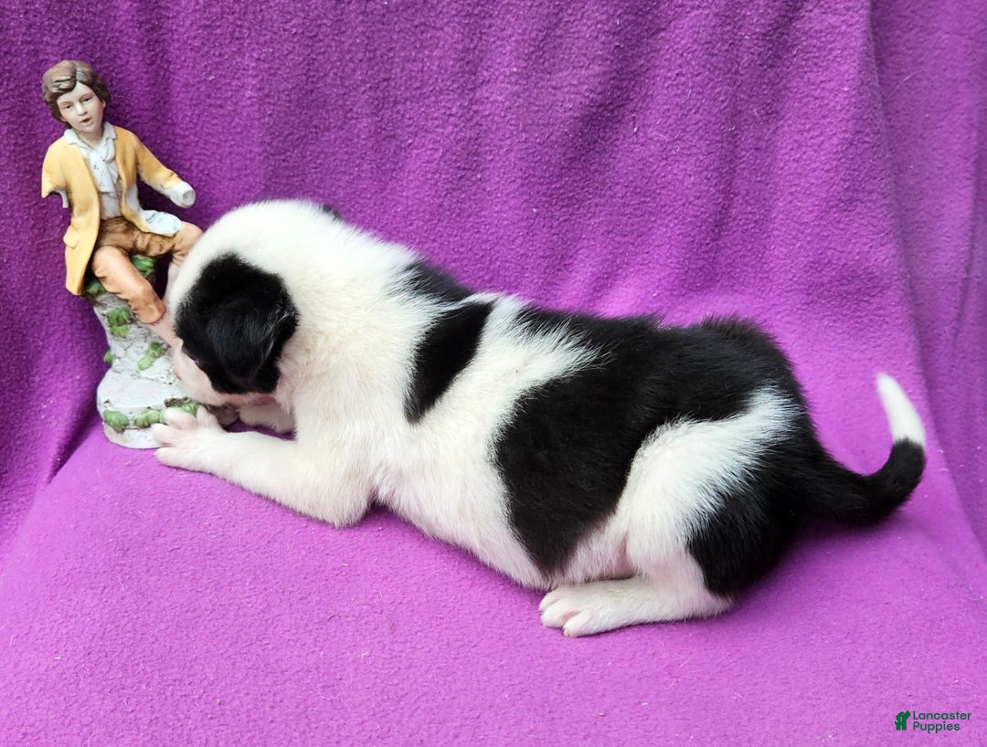 Border Collie dogs for sale: Justi - Image 20