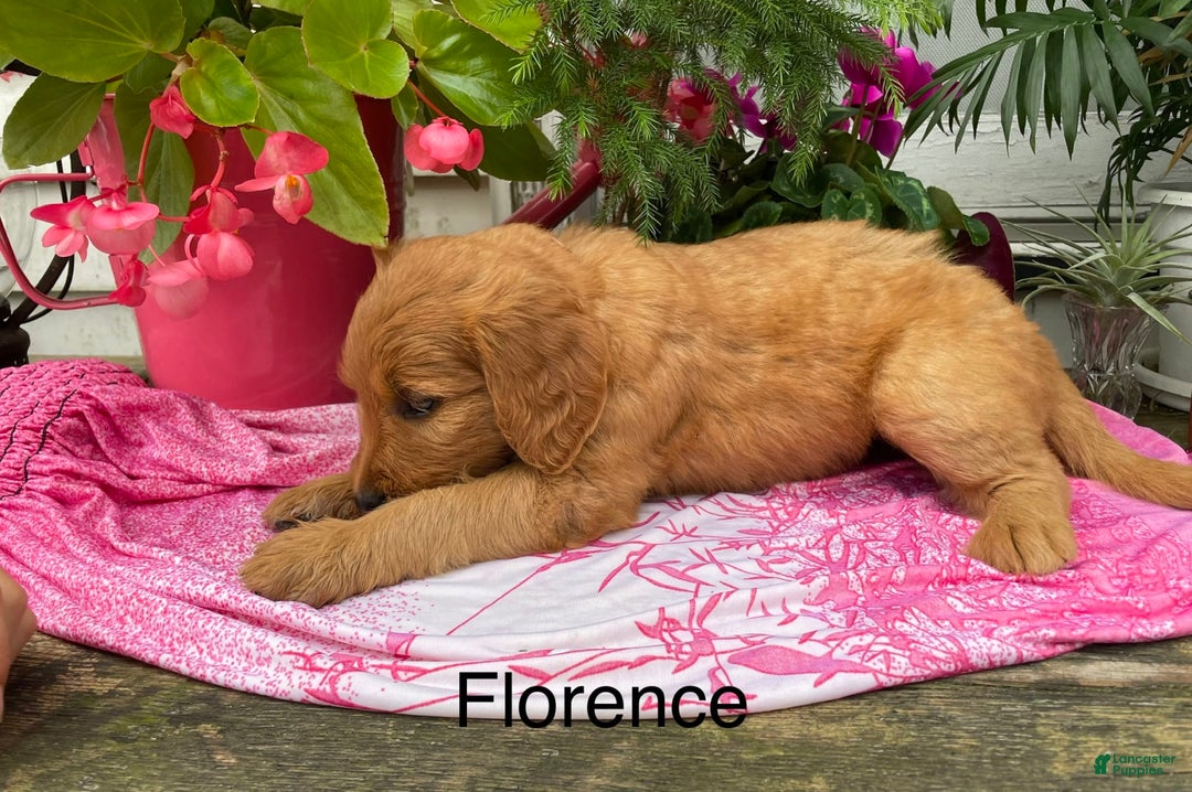 Goldendoodle dogs for sale: Florence - Image 5