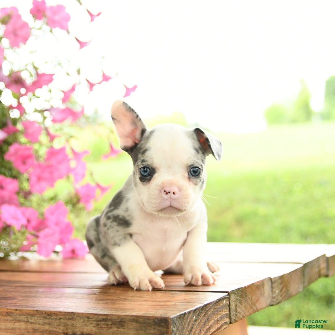 Frenchton dogs for sale: Gloria - Image 3
