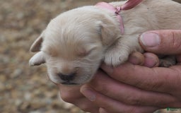 Golden Retriever dogs for sale: Jayci - Image 1