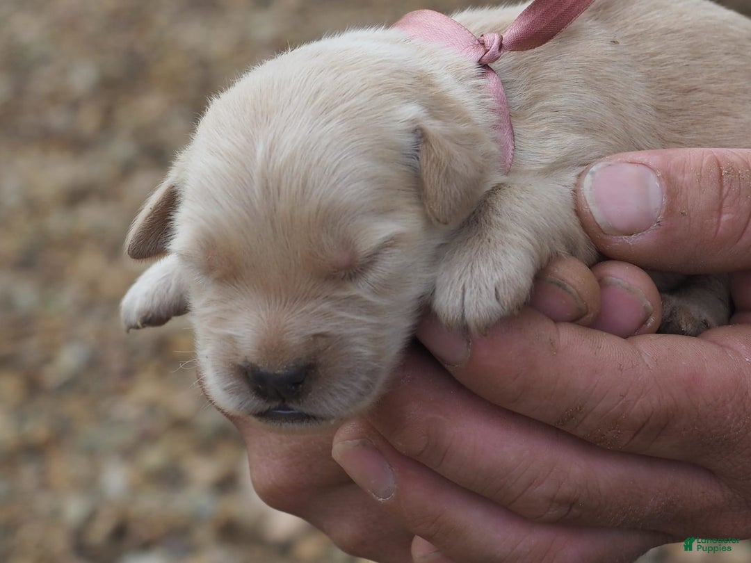 Golden Retriever dogs for sale: Jayci - Image 1