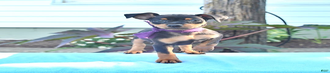 Daisy