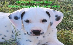 Dalmatian dogs for sale: Belles Green Homozygous Lua Boy - Image 5