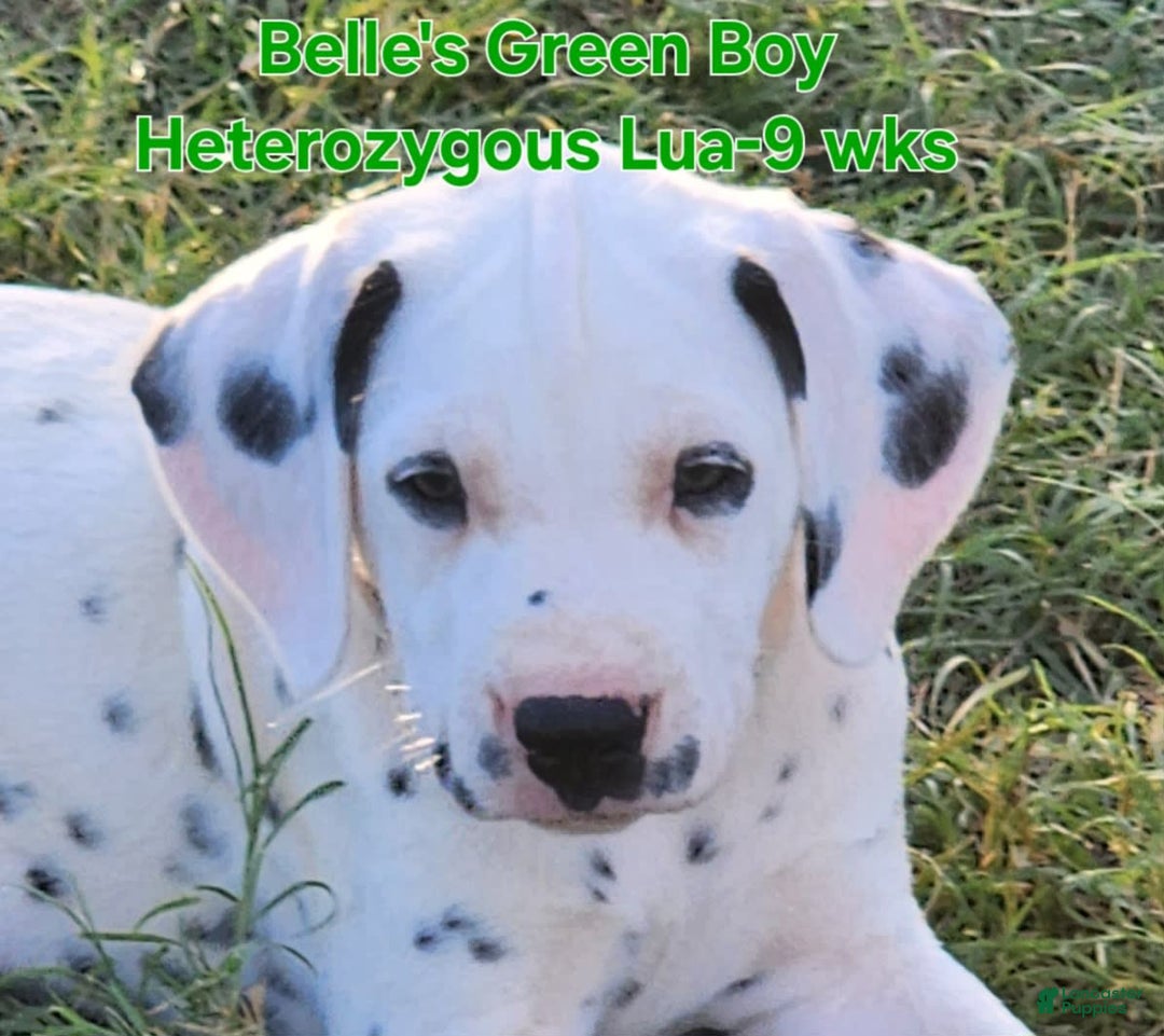 Dalmatian dogs for sale: Belles Green Homozygous Lua Boy - Image 5