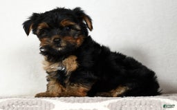 Yorkshire Terrier dogs for sale: Daisy - Image 5