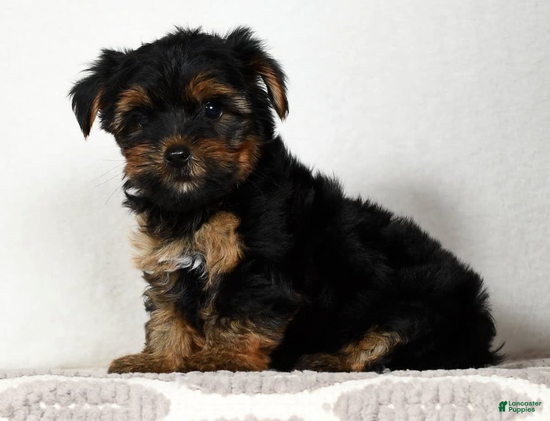 Yorkshire Terrier dogs for sale: Daisy - Image 5
