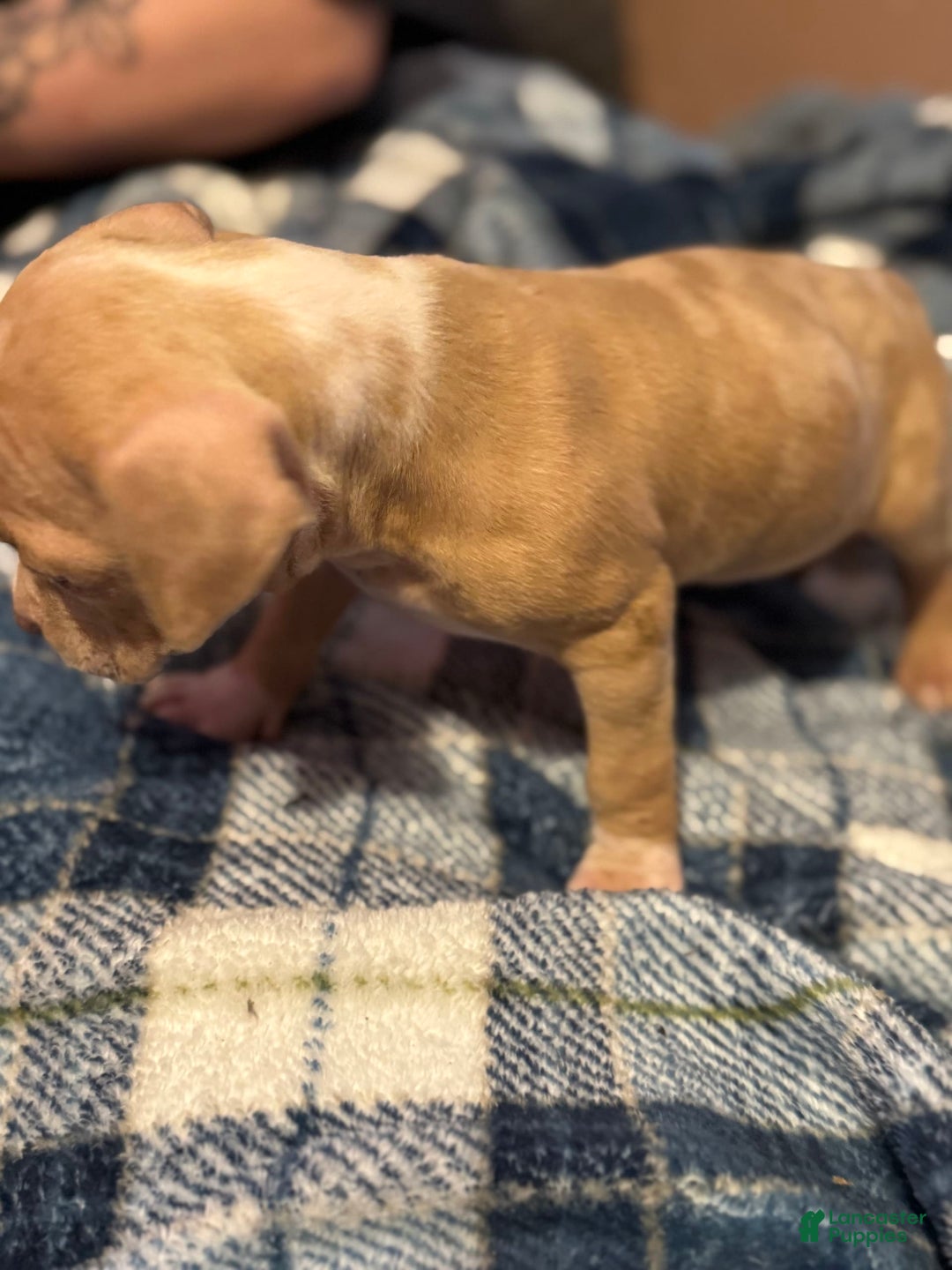 American Bully dogs for sale: Little Leo - Image 9